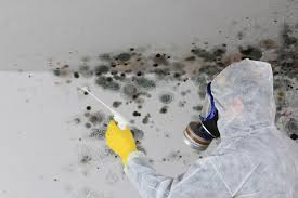 Professional Mold Inspection in Denison, IA